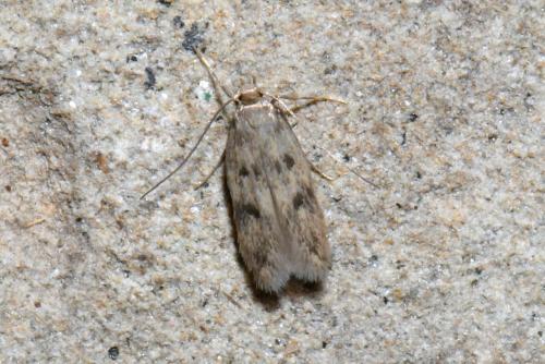 Réf. 241 754 : Borkhausenia nefrax